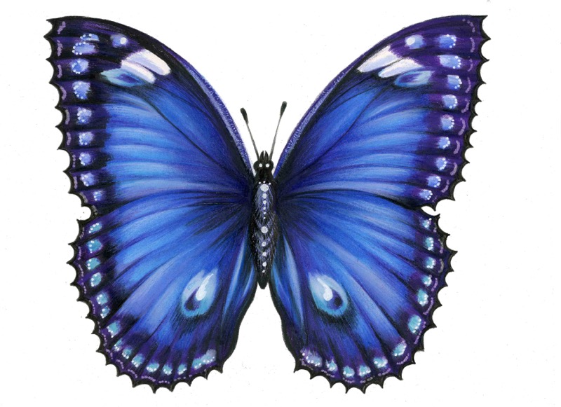 Butterfly8