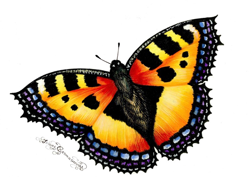 Butterfly9