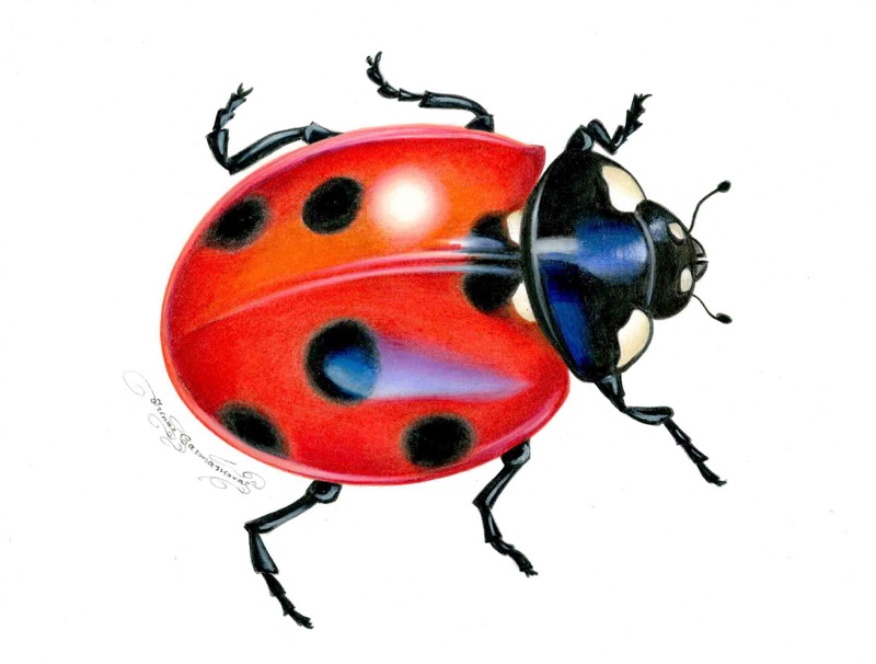 Lady Bug