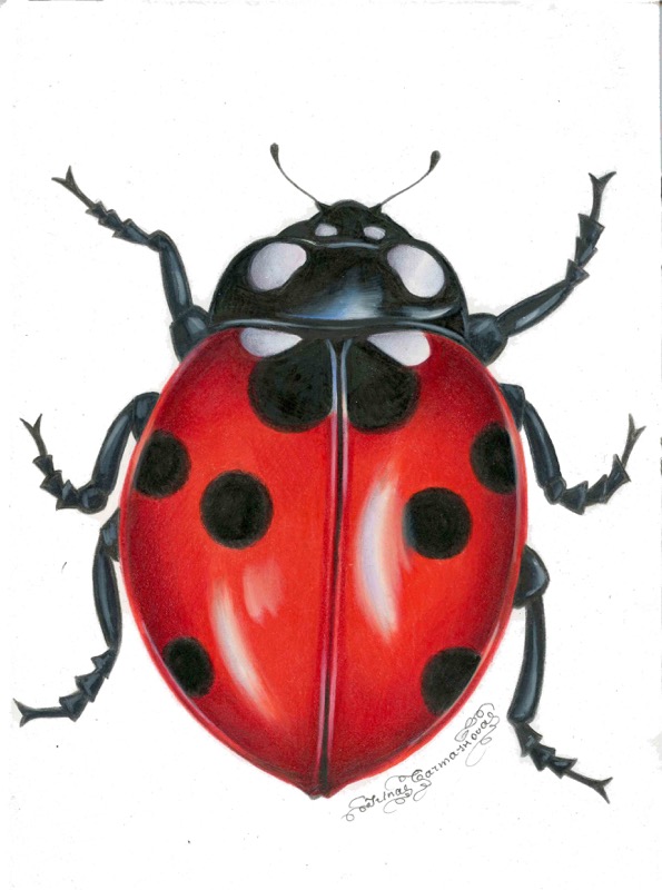 Lady Bug2