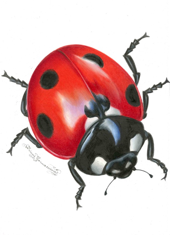 Lady Bug3