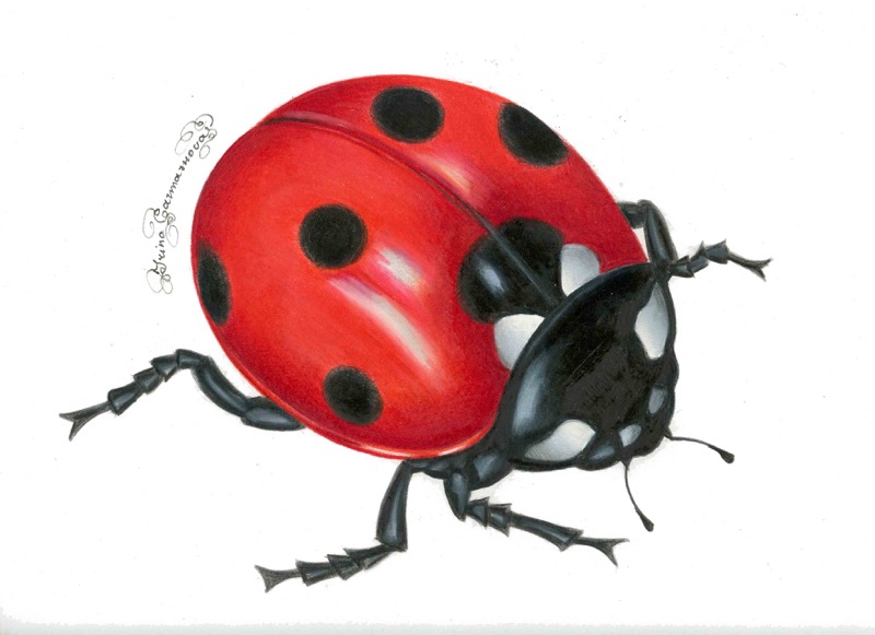 Lady Bug4