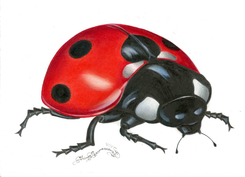 Lady Bug5