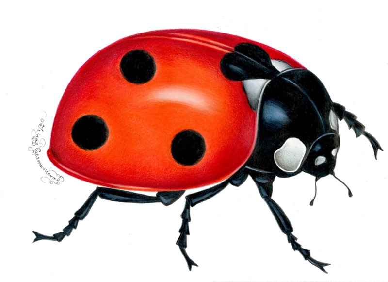 Lady Bug6