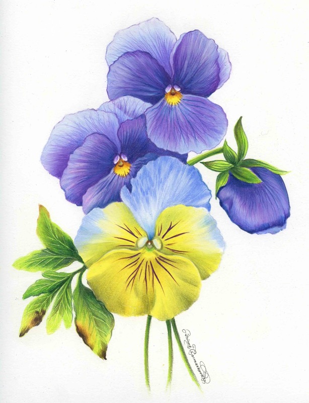 Pansy