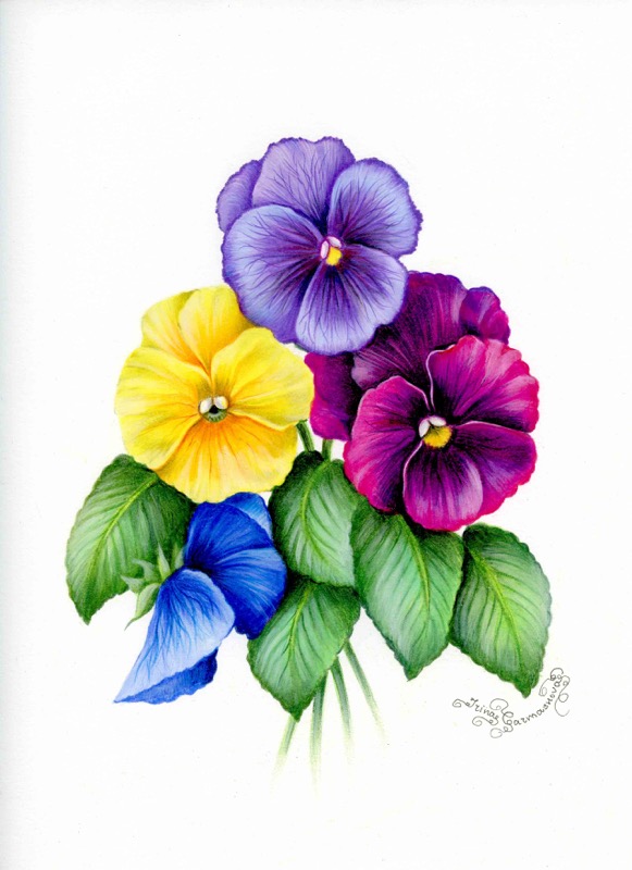 Pansy 2