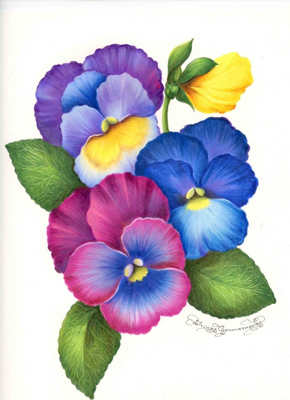 Pansy 3