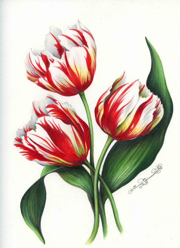 Tulips