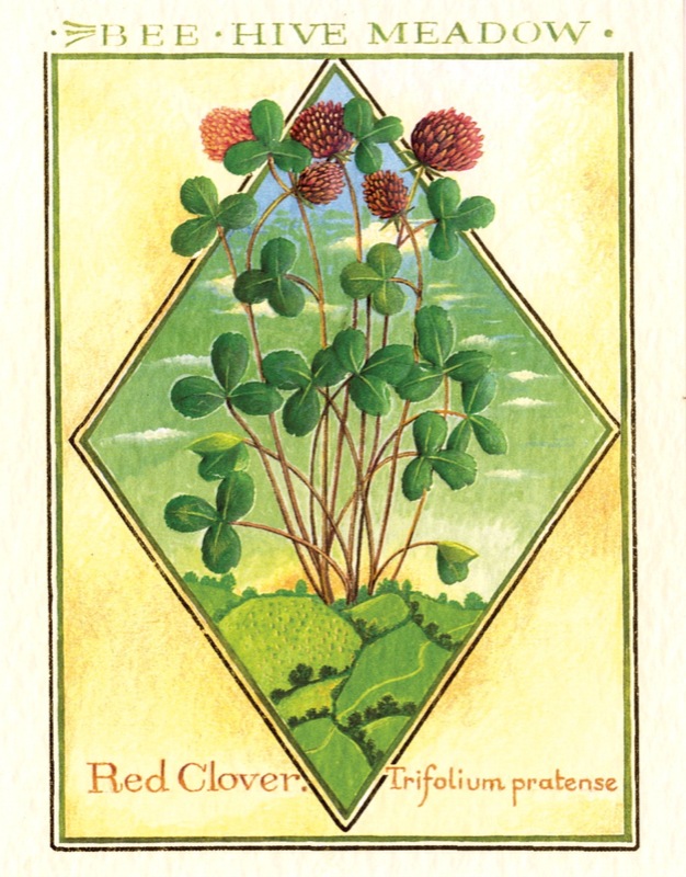 Red Clover