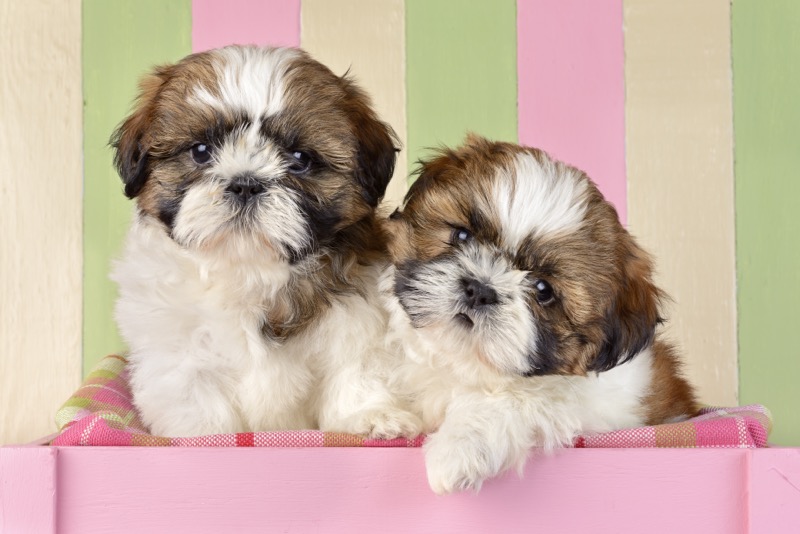 Shih Tzu Twins DP1331