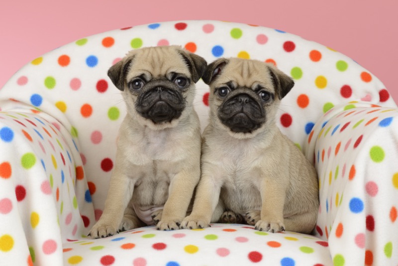 Polka Pugs DP1222