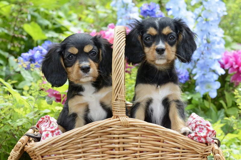 Basket Spaniels DP1209