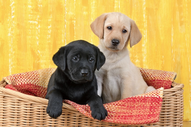 Puppy Friends DP1621