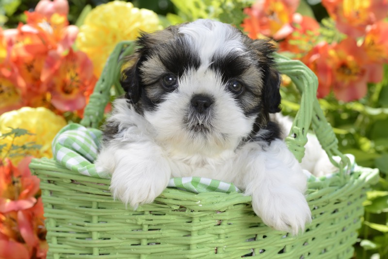 Basket Puppy DP1227