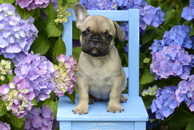 French Bulldog DP1216