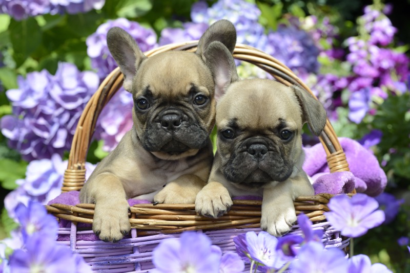 Lilac Frenchies DP1214