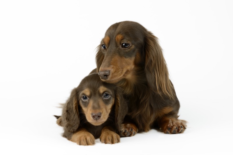 Dachshund Mother and Daughter DP1170