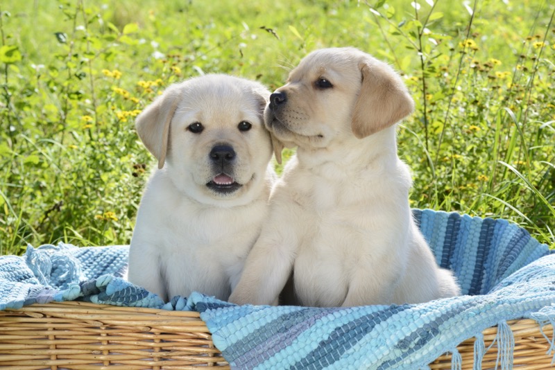 Labradors Puppies DP1314