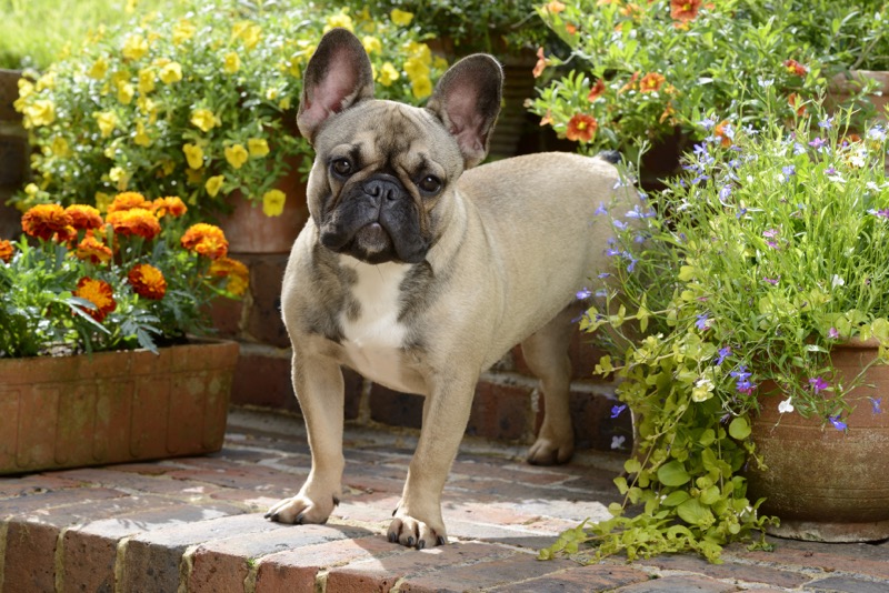 French Bulldog DP1110