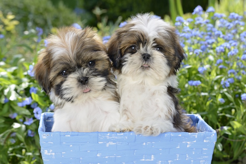 Shih Tzu Puppies DP1307