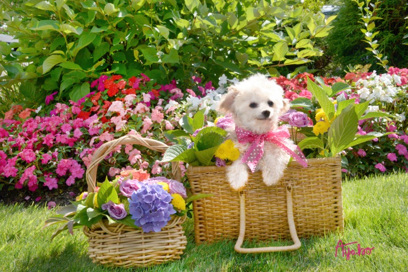 Miniature Poodle in the Flower Basket 0829S