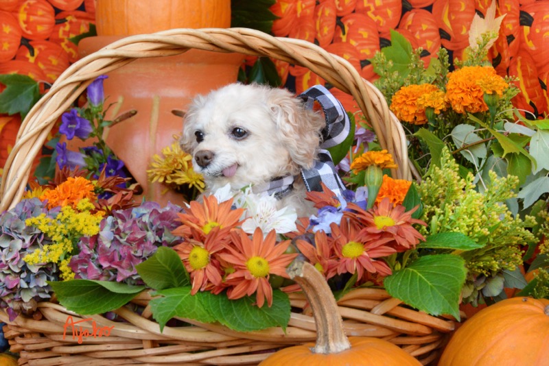 Miniature poodle in Halloween Basket 6810S