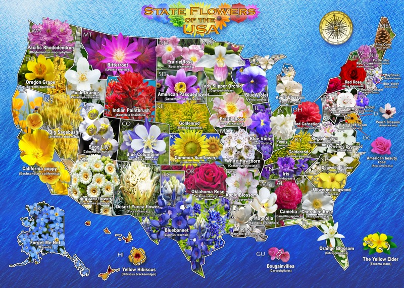 US State Flower Map