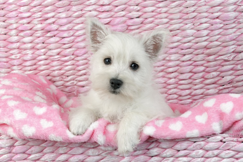 I Heart Terriers DP1639