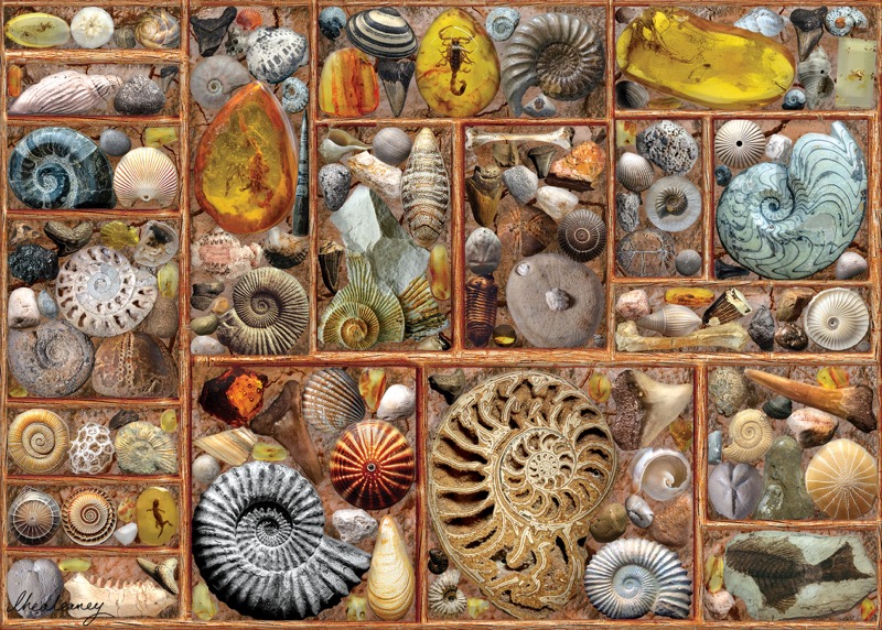Fossils Shelf