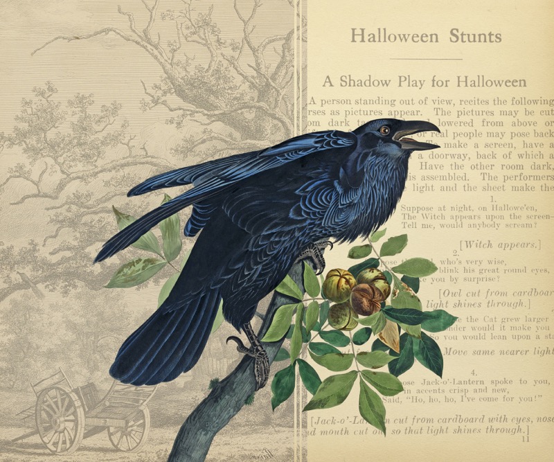 Halloween Raven