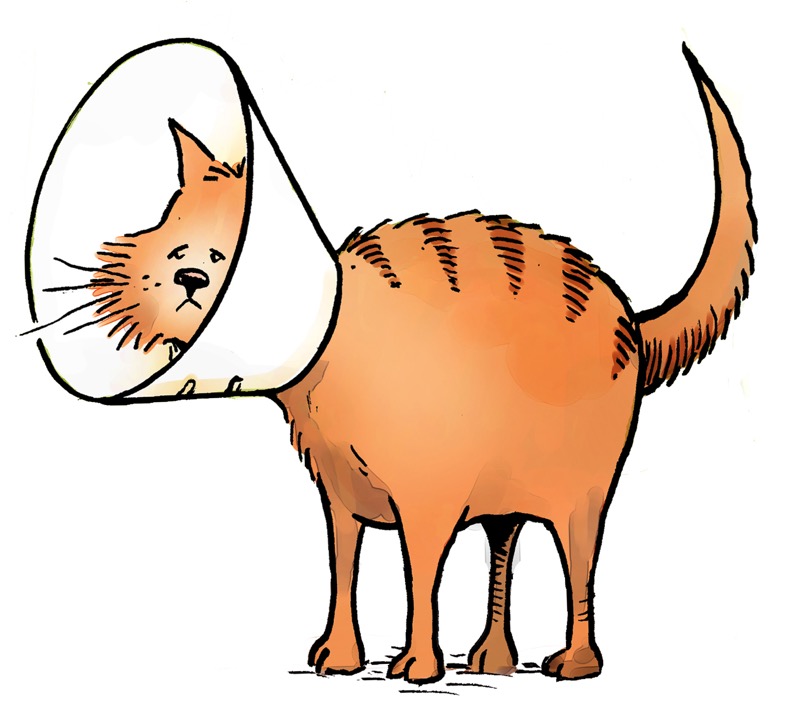 Cat Cone