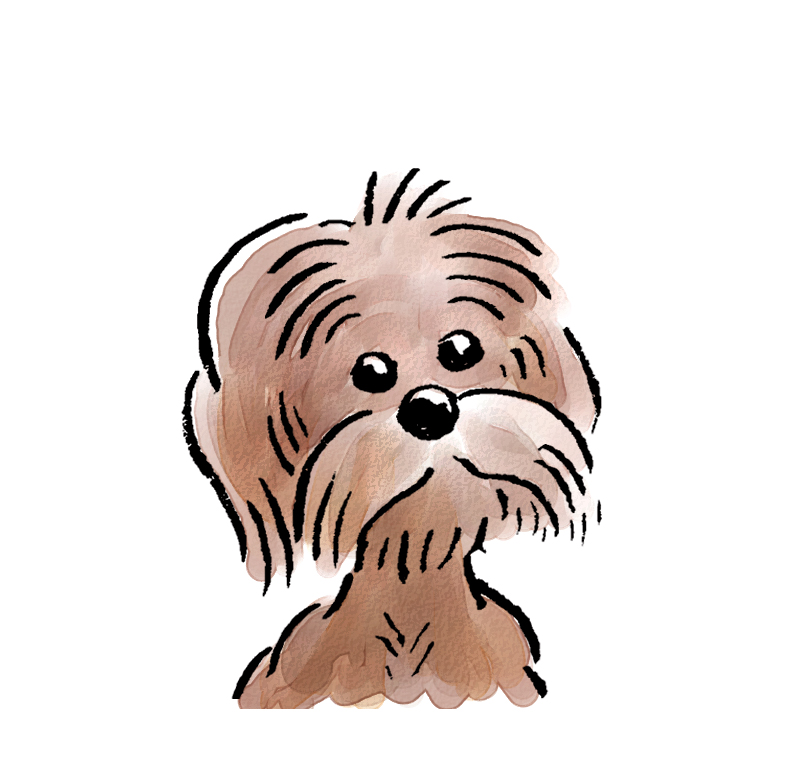 Cavoodle