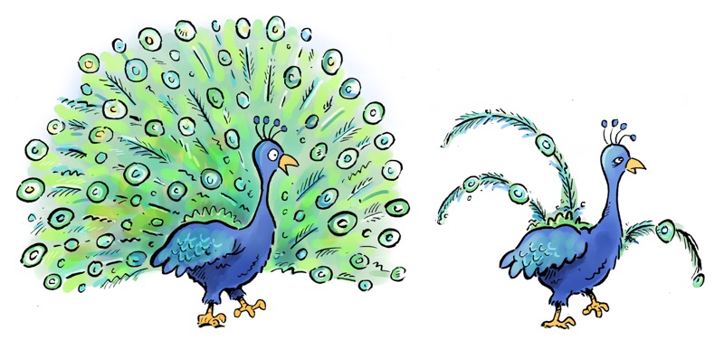 Peacocks