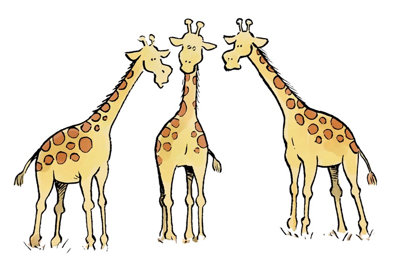 Giraffes