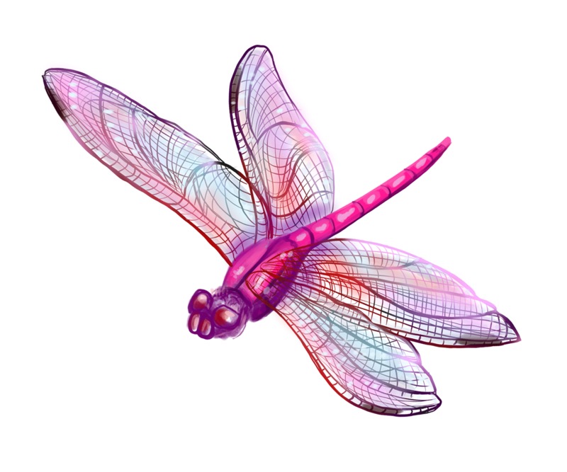 Dragonfly Pink