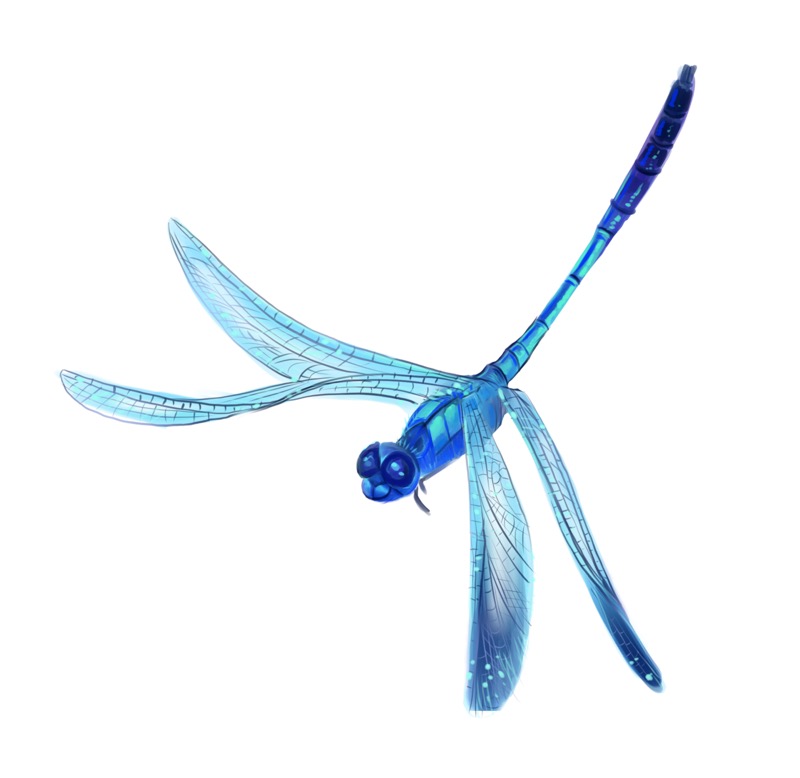 Dragonfly Blue2