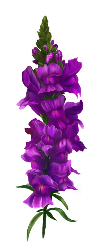 Snapdragon Purple2