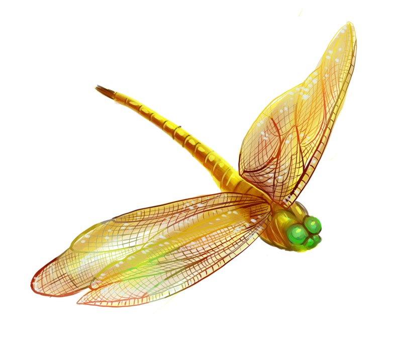 Dragonfly Yellow