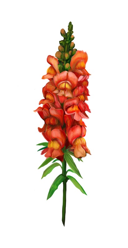 Snapdragon Orange