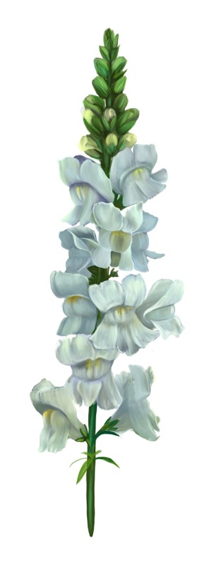 Snapdragon White