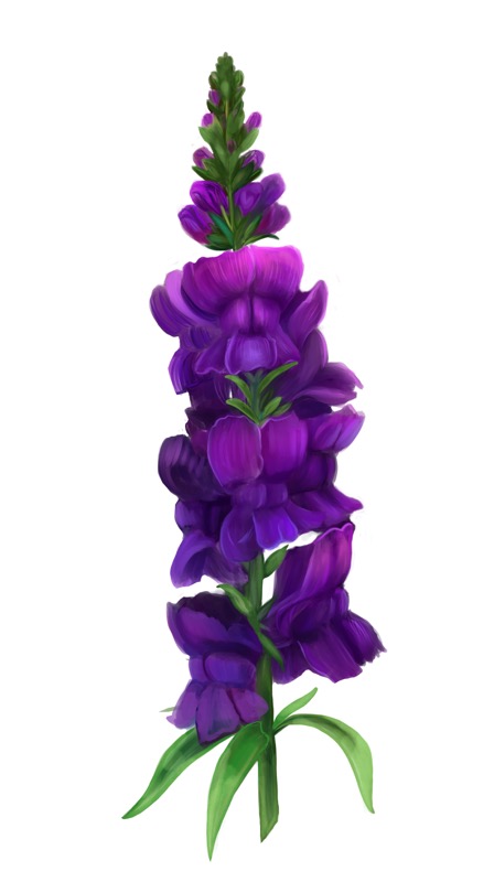 Snapdragon Purple