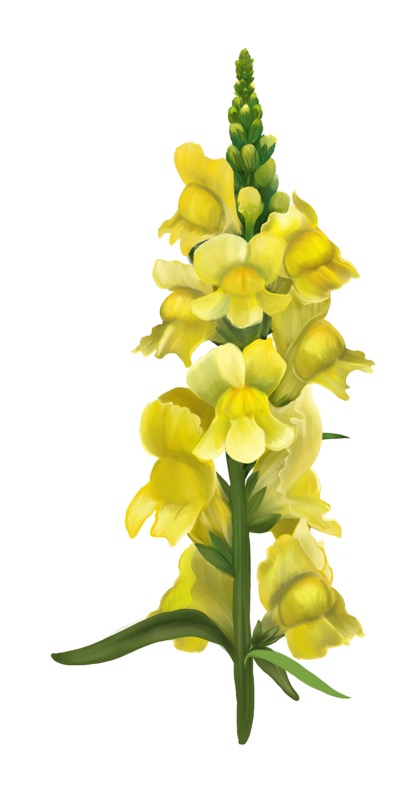 Snapdragon Yellow