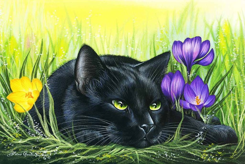 Black Cat In Crocuses
