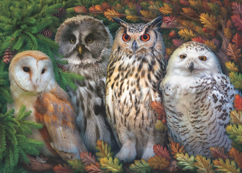 Woodland Owls