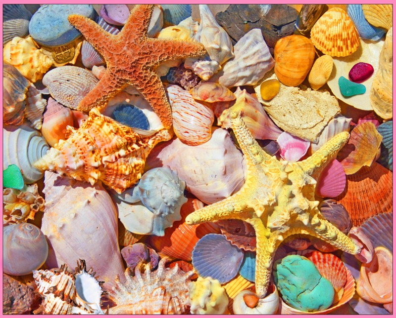 A Treasure of Shells