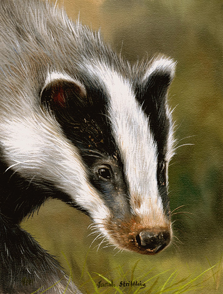Badger 2
