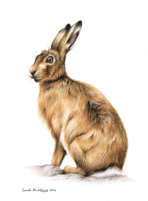 Hare
