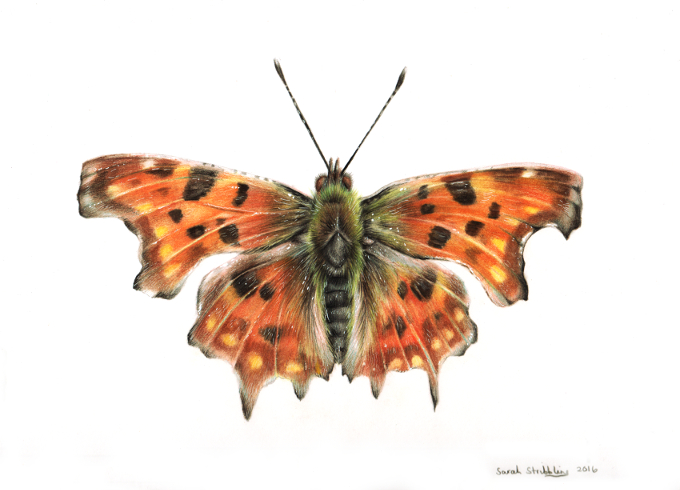 Comma butterfly