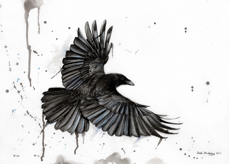 Crow drawing