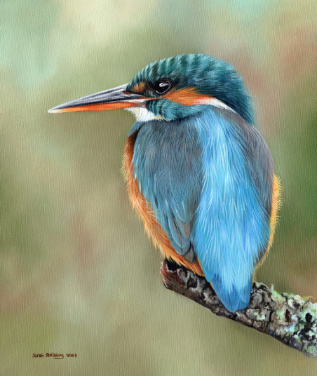 Kingfishers
